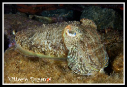 Sepia Officinalis (Cuttlefish) by Vittorio Durante 